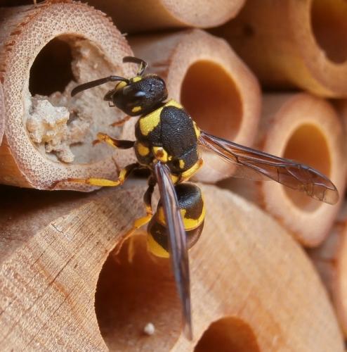 Euodynerus posticus